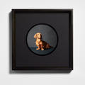 Hercules, dacshund portrait by Bettina von Zwehl, 2017 (one of the artist's dog portrait in a circular cutaway with red background)